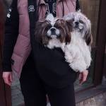 dog purse Profile Picture