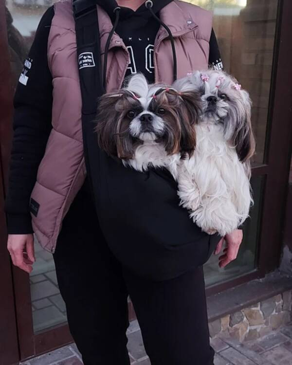 dog purse Profile Picture